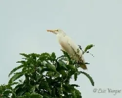 Bubulcus ibis