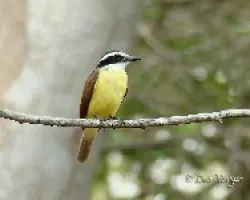 Pitangus sulphuratus