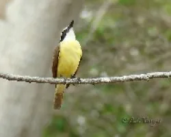 Pitangus sulphuratus