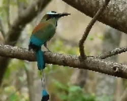 Momoto Cejiceleste