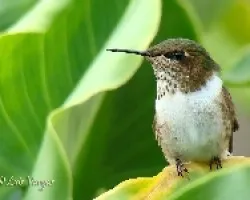 Mosquita