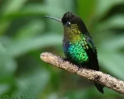Panterpe insignis