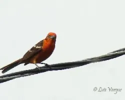 Piranga bidentata