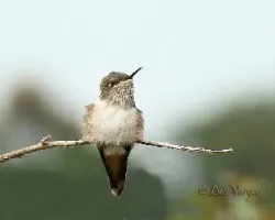 Joyasvarias