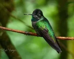 Joyasvarias