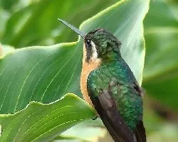 Joyasvarias
