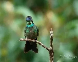 Joyasvarias