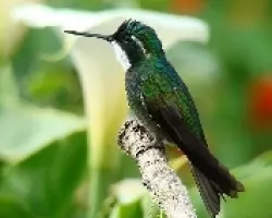 Joyasvarias