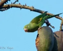 Periquito ala amarilla