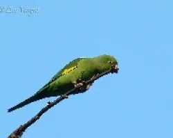 Periquito ala amarilla