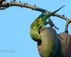 Periquito ala amarilla