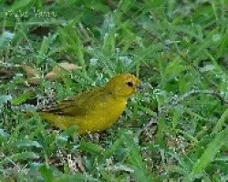 Sicalis flaveola