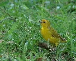 Sicalis flaveola