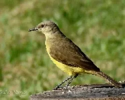 Machetornis rixosa