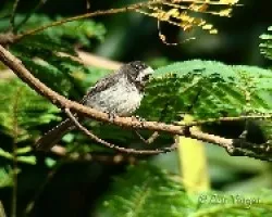 Sporophila caerulescens