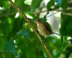 Sporophila caerulescens