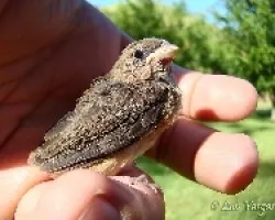 Sporophila caerulescens