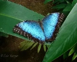 Morpho