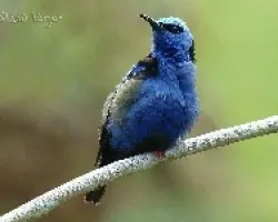 Cyanerpes cyaneus