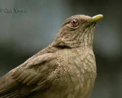 turdusgra