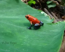 Oophaga pumilio