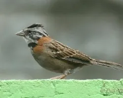 comema