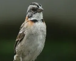 comema