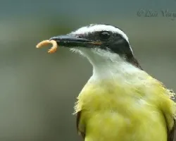 ppechtene