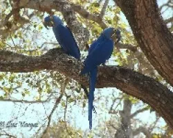 Anodorhynchus hyacinthinus