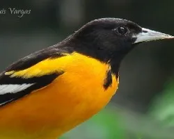 naranjafn