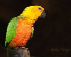 naranjafn