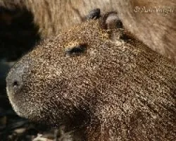 Capibara
