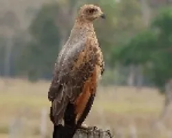 Buteogallus meridionalis