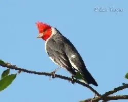 Paroaria coronata