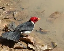 Cardenilla