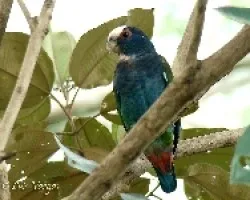 P.senilis