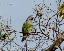 Pionus menstruus