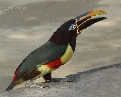Cusingo brasileño