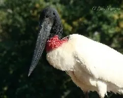 Tuyuyu
