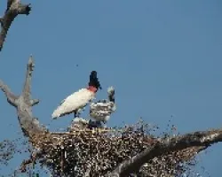 Tuyuyu