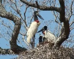 Tuyuyu