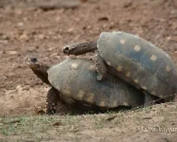 tort