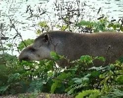 Tapir