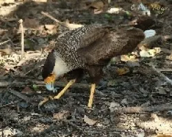 Caracara plancus