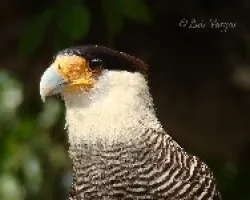 Caracara plancus