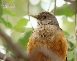 Turdus rufriventris