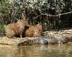 Capibara