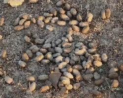 caqui