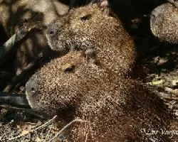 Capibara