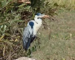 Garza Mora